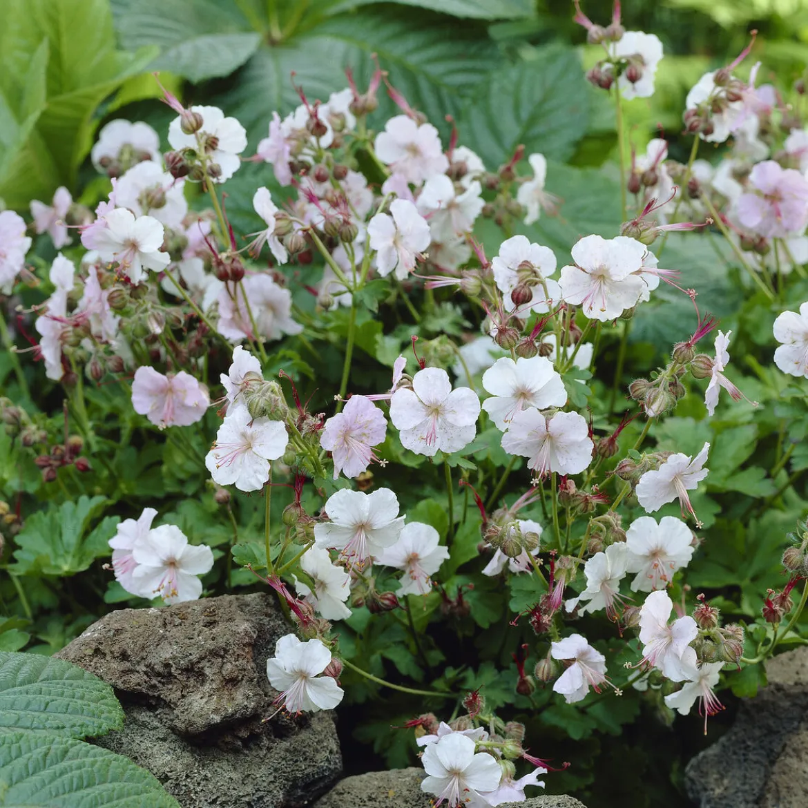 Géranium vivace cantabrigiense 'Biokovo' - Un tapis fleuri sans effort