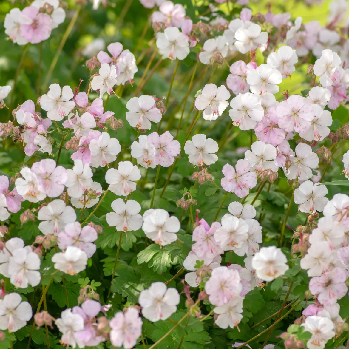 Géranium vivace cantabrigiense 'Biokovo' - Un tapis fleuri sans effort
