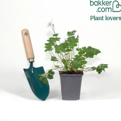 Géranium vivace cantabrigiense 'Biokovo' - Un tapis fleuri sans effort