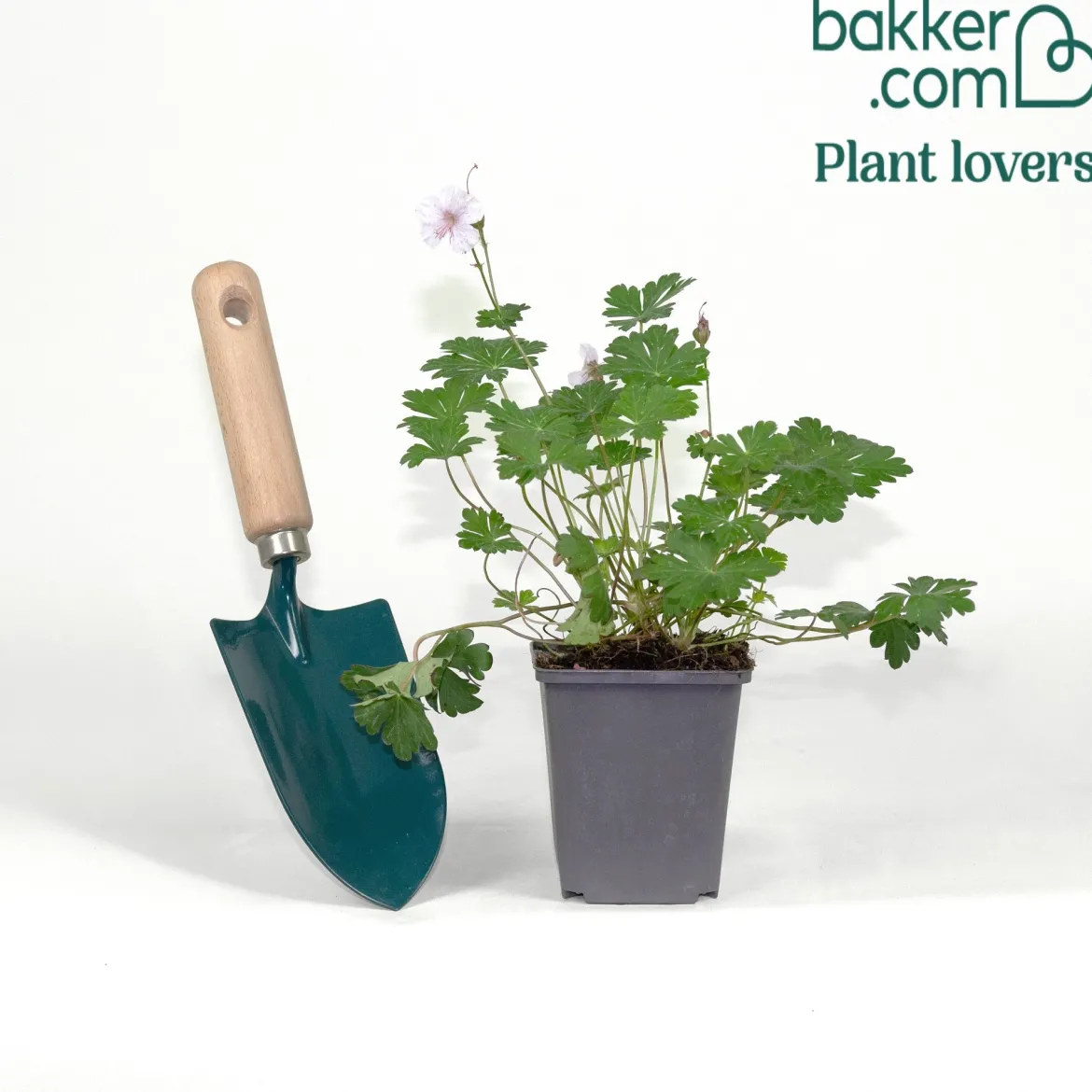 Géranium vivace cantabrigiense 'Biokovo' - Un tapis fleuri sans effort