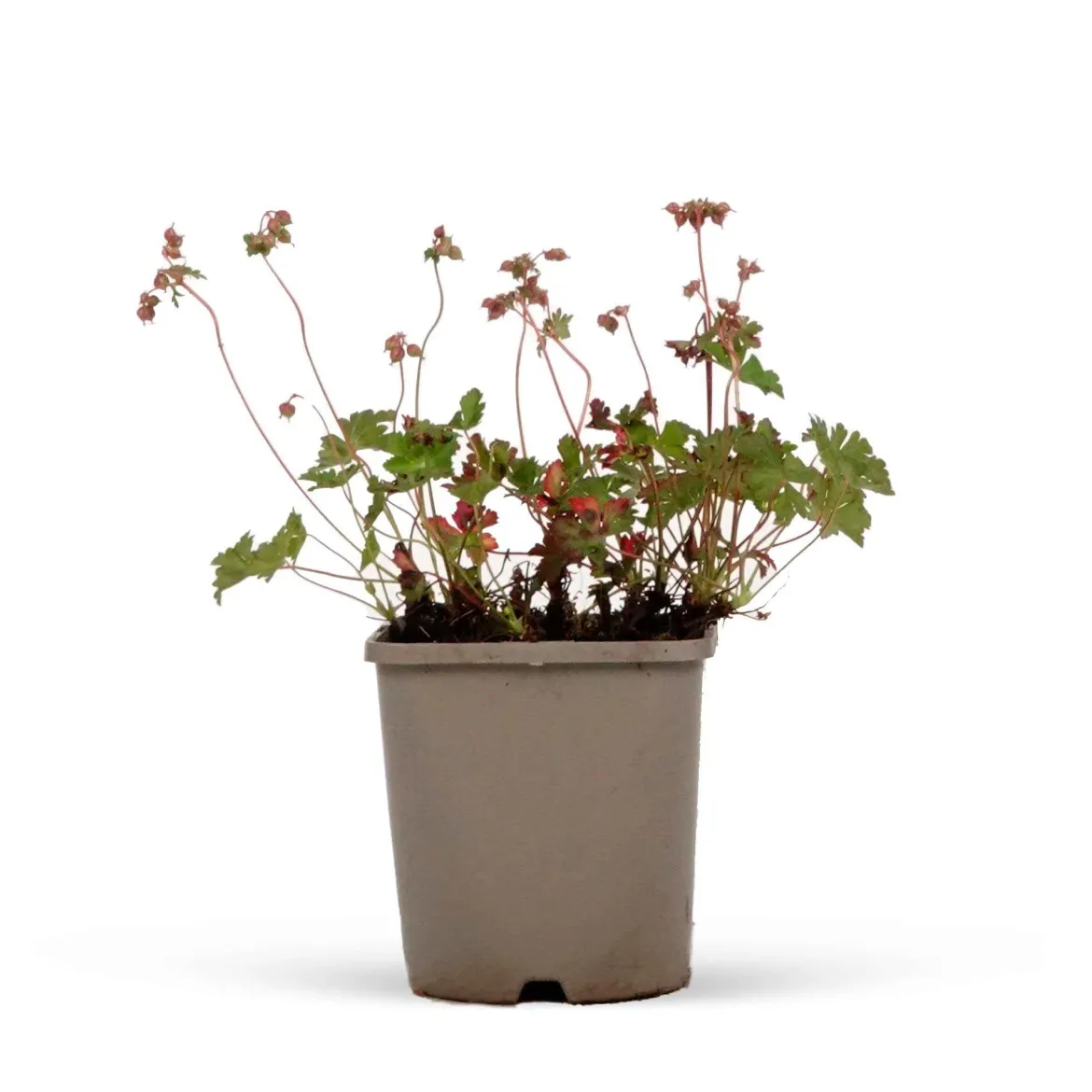 Géranium vivace cantabrigiense 'Biokovo' - Un tapis fleuri sans effort