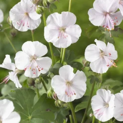 Géranium vivace cantabrigiense 'Biokovo' - Un tapis fleuri sans effort