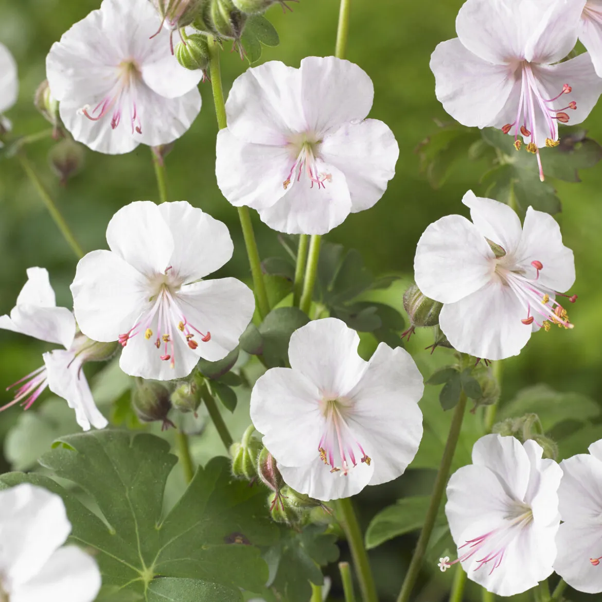 Géranium vivace cantabrigiense 'Biokovo' - Un tapis fleuri sans effort