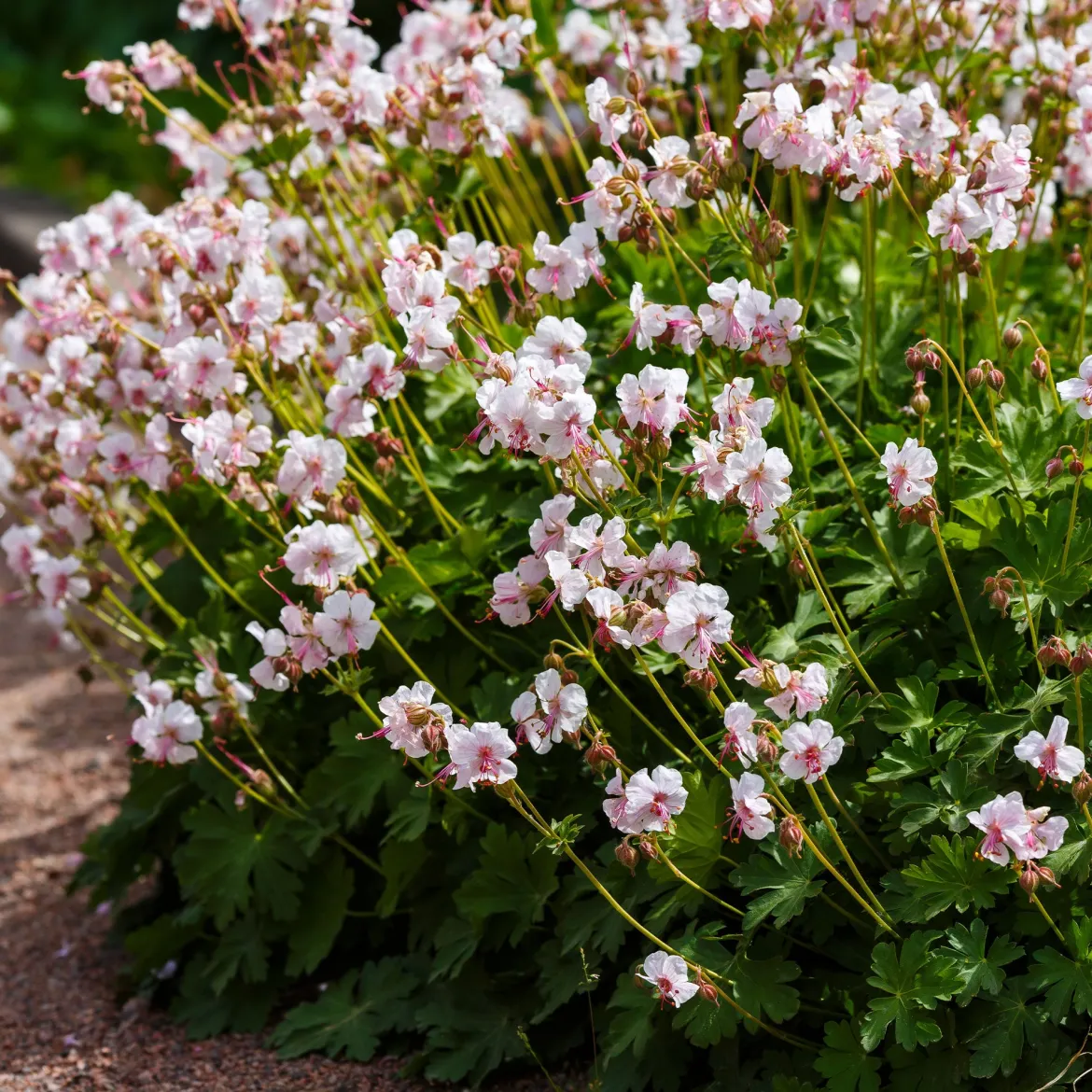 Géranium vivace cantabrigiense 'Biokovo' - Un tapis fleuri sans effort