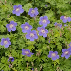 Géranium vivace de l'Himalaya Gravetye - Un tapis fleuri sans effort
