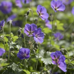 Géranium vivace de l'Himalaya Gravetye - Un tapis fleuri sans effort