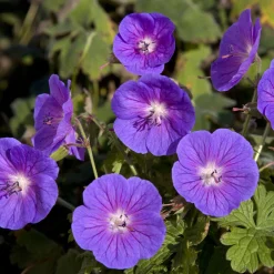 Géranium vivace de l'Himalaya Gravetye - Un tapis fleuri sans effort