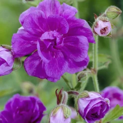 Géranium vivace de l'Himalaya - Un tapis bleu sans effort