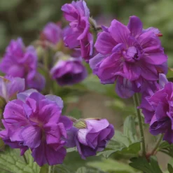 Géranium vivace de l'Himalaya - Un tapis bleu sans effort