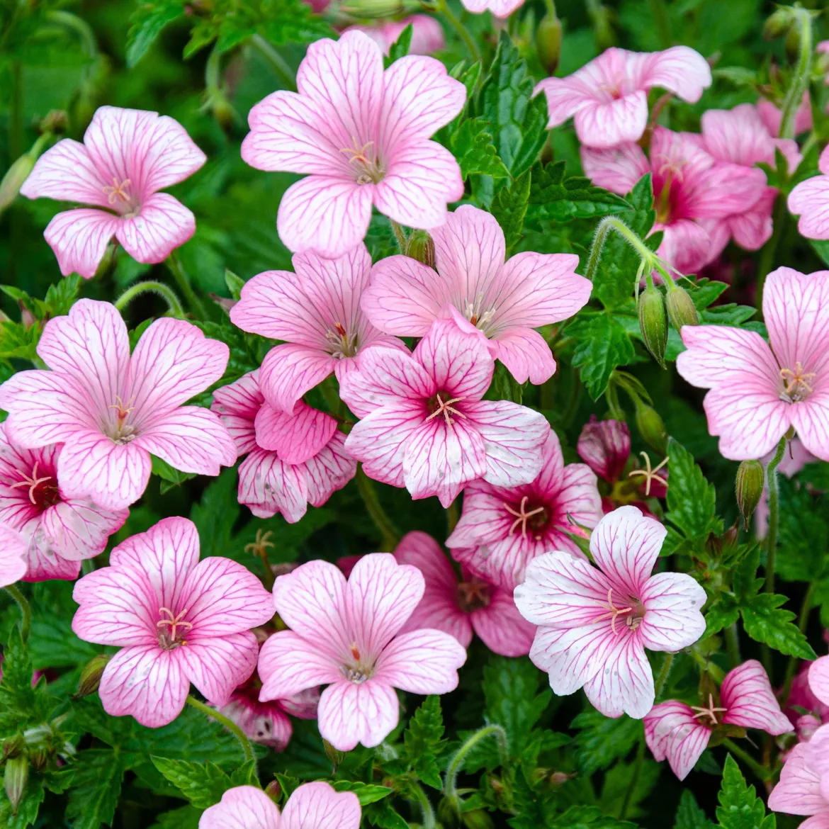 Géranium vivace d'Endress - Un tapis rose sans effort