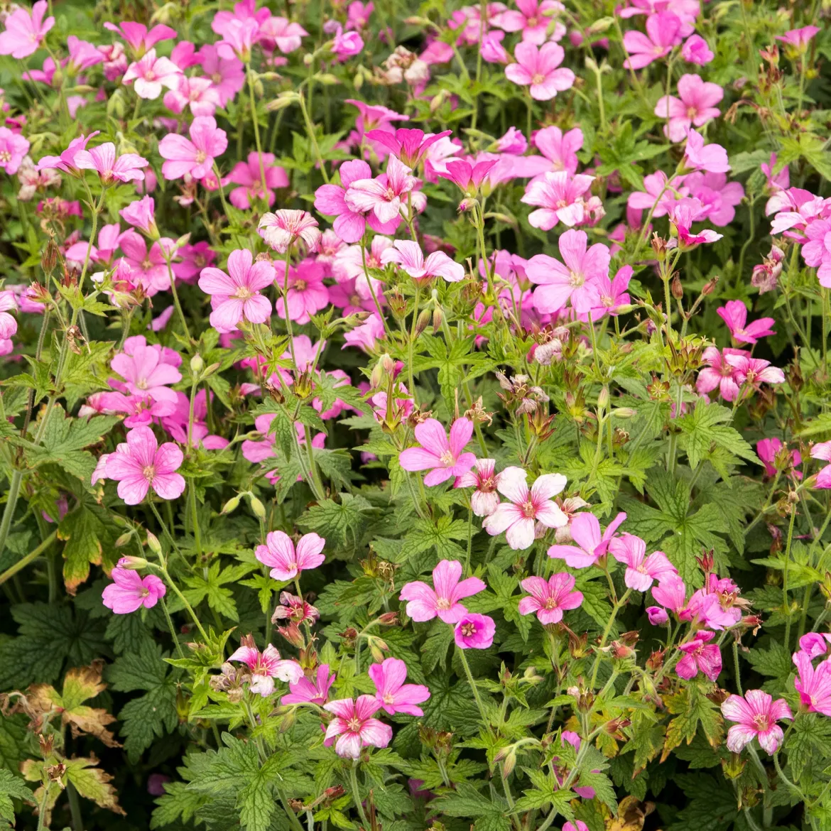 Géranium vivace d'Endress - Un tapis rose sans effort