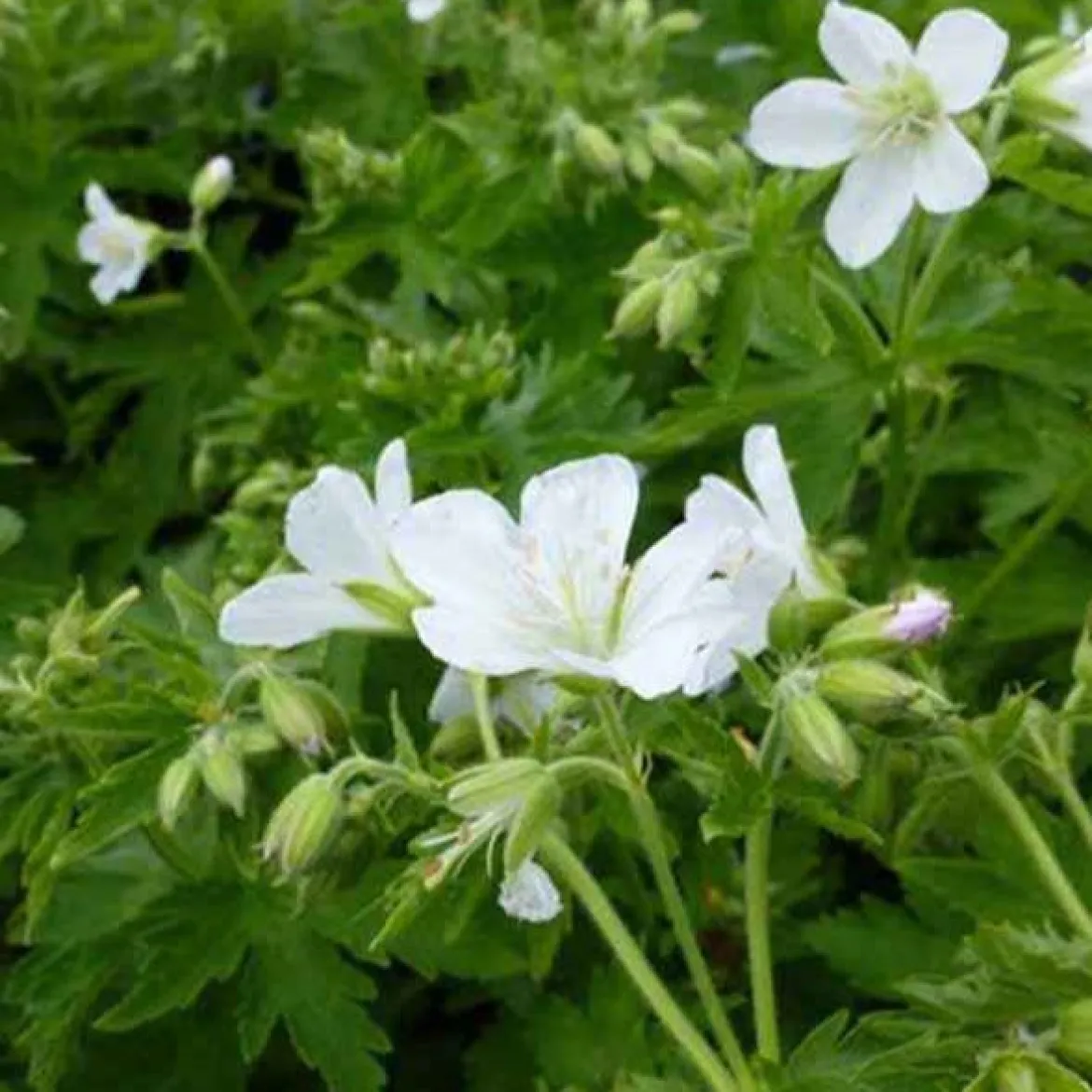 Géranium vivace des bois Album - Un nuage blanc au jardin