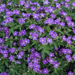 Géranium vivace des bois Mayflower - L'ombre enfin fleurie