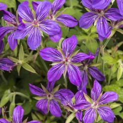 Géranium vivace de Sibérie - Le tapis fleuri anti-froid