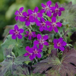 Géranium vivace de Sibérie - Le tapis fleuri anti-froid