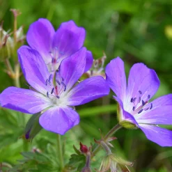 Géranium vivace des près - Un tapis fleuri sans effort