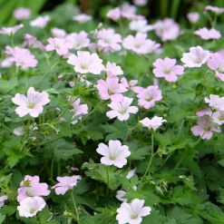 Géranium vivace Dreamland - Un tapis rose sans effort