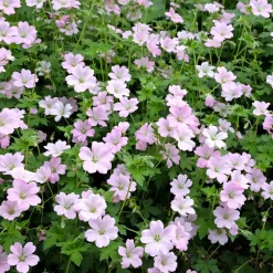 Géranium vivace Dreamland - Un tapis rose sans effort