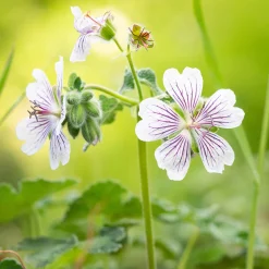 Géranium vivace à feuilles de crèpe - Un feuillage qui change tout