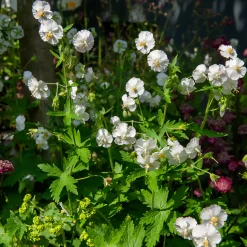 Géranium vivace à fleurs blanches - L'ombre enfin fleurie