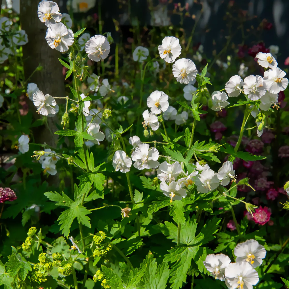 Géranium vivace à fleurs blanches - L'ombre enfin fleurie