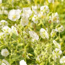 Géranium vivace à fleurs blanches - L'ombre enfin fleurie