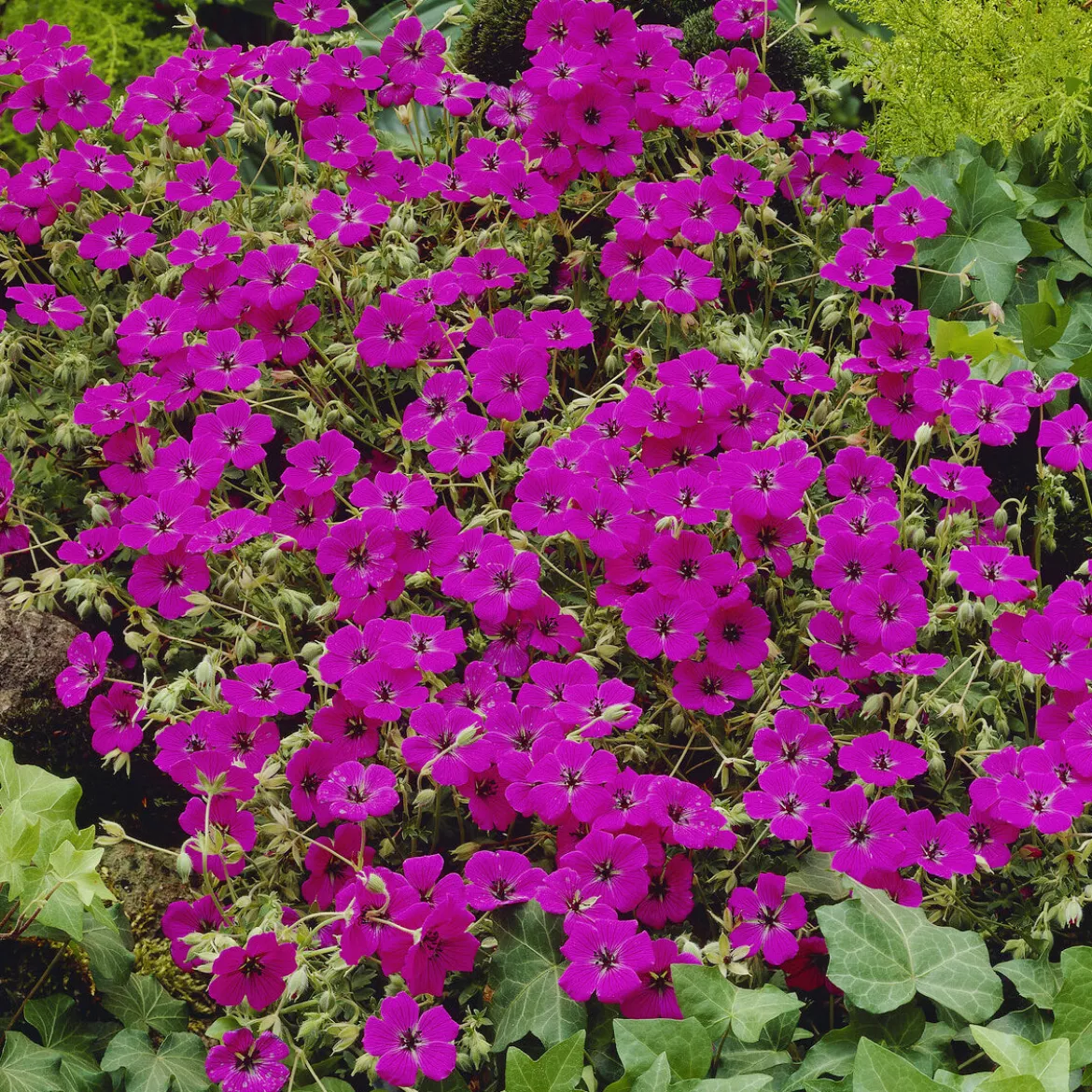 Géranium vivace Giuseppii - Un tapis fuchsia sans effort