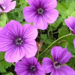 Géranium vivace Hewham Velvet - 6 mois de fleurs sans effort
