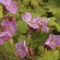 Géranium vivace Ingwersens Variety - Tapis fleuri sans effort