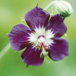 Géranium vivace livide - L'ombre enfin fleurie