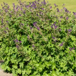Géranium vivace livide - L'ombre enfin fleurie