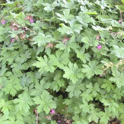 Géranium vivace macrorrhizum - Tapis fleuri sans effort