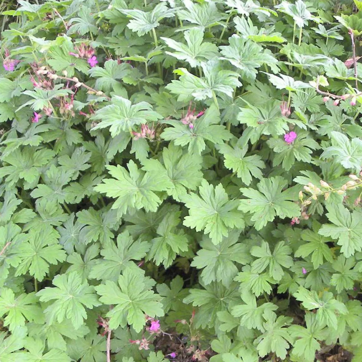 Géranium vivace macrorrhizum - Tapis fleuri sans effort
