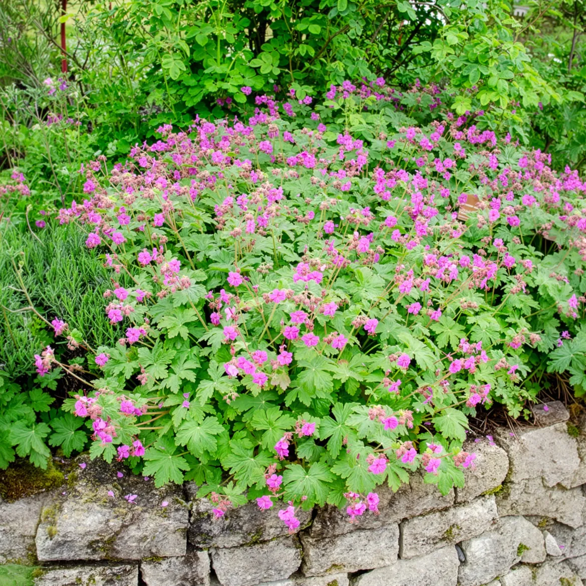 Géranium vivace macrorrhizum - Tapis fleuri sans effort
