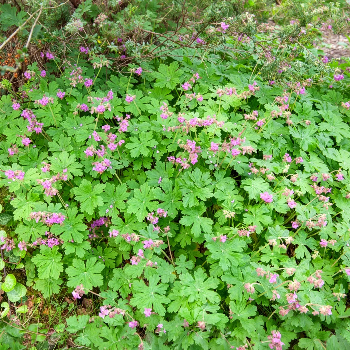 Géranium vivace macrorrhizum - Tapis fleuri sans effort