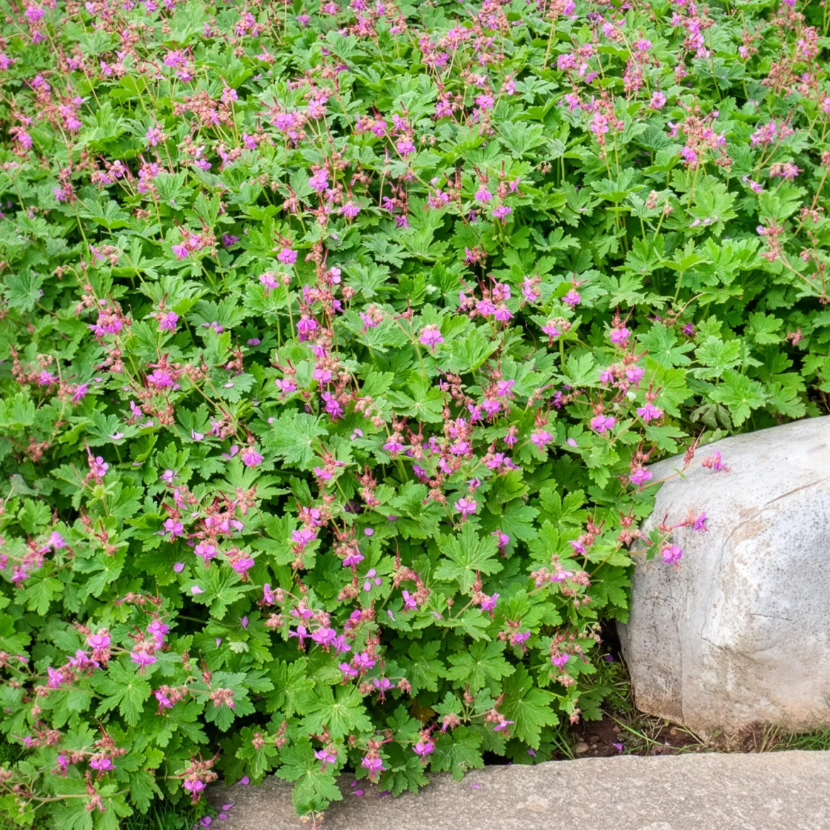 Géranium vivace macrorrhizum - Tapis fleuri sans effort