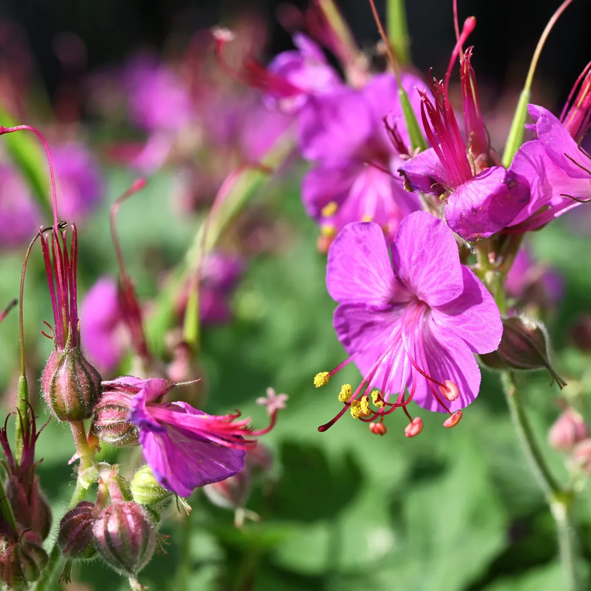 Géranium vivace macrorrhizum - Tapis fleuri sans effort