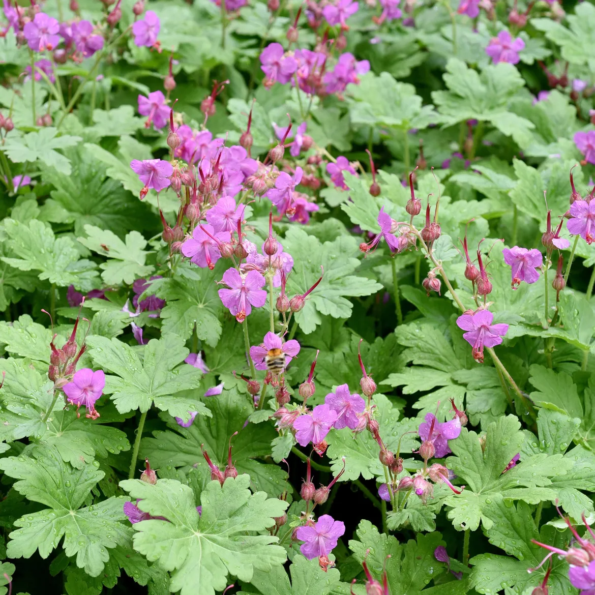 Géranium vivace macrorrhizum - Tapis fleuri sans effort