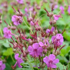 Géranium vivace macrorrhizum - Tapis fleuri sans effort