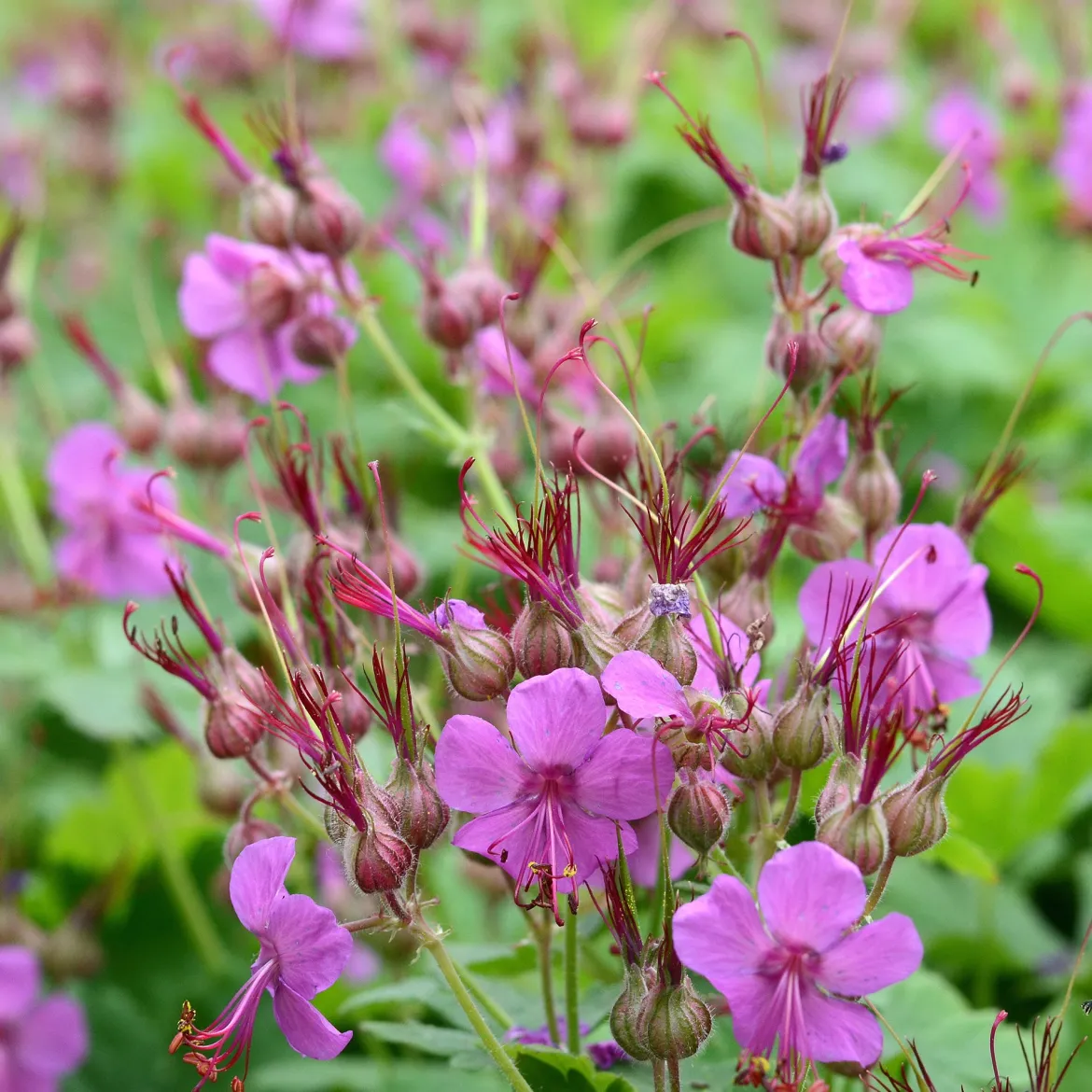 Géranium vivace macrorrhizum - Tapis fleuri sans effort