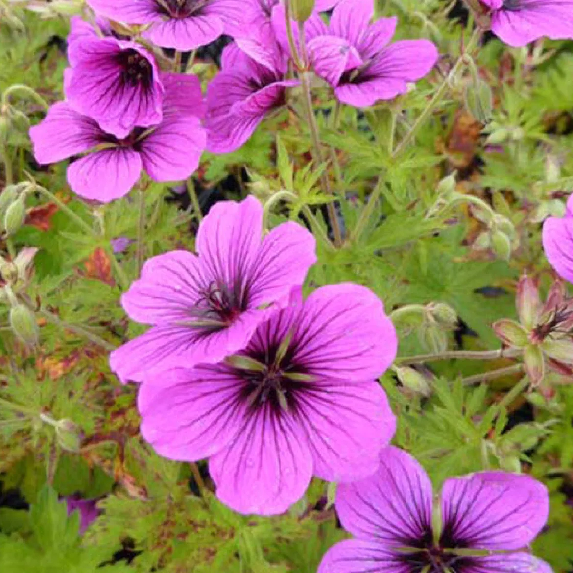 Géranium vivace Matu Vu - Six mois de fleurs sans effort