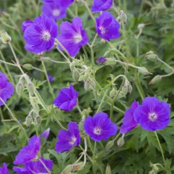 Géranium vivace Orion - Une marée de fleurs bleues