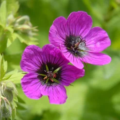 Géranium vivace Patricia - Fleurit sans jamais s'arrêter