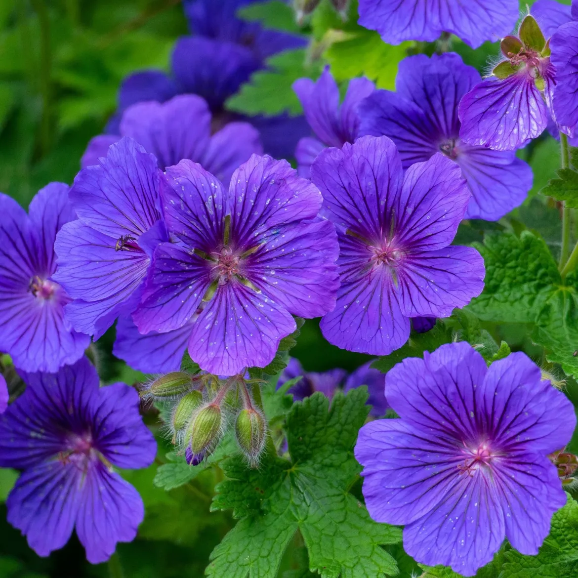 Géranium vivace Rosemoor - Un tapis violet sans effort
