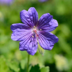 Géranium vivace Rosemoor - Un tapis violet sans effort