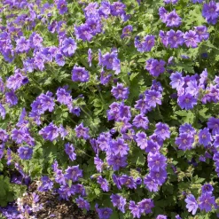 Géranium vivace Rosemoor - Un tapis violet sans effort