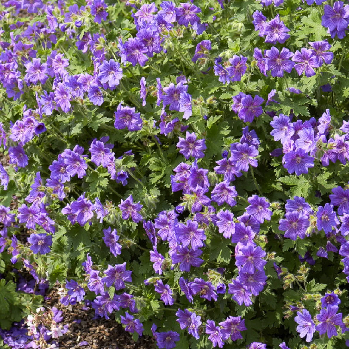Géranium vivace Rosemoor - Un tapis violet sans effort