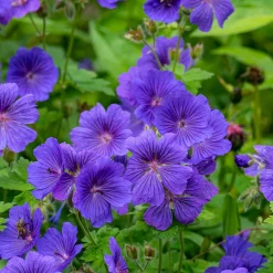 Géranium vivace Rosemoor - Un tapis violet sans effort