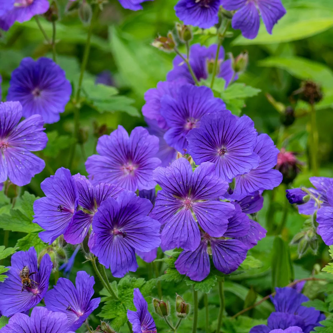 Géranium vivace Rosemoor - Un tapis violet sans effort