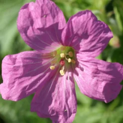 Géranium vivace Rosenlicht - Des fleurs roses tout l'été